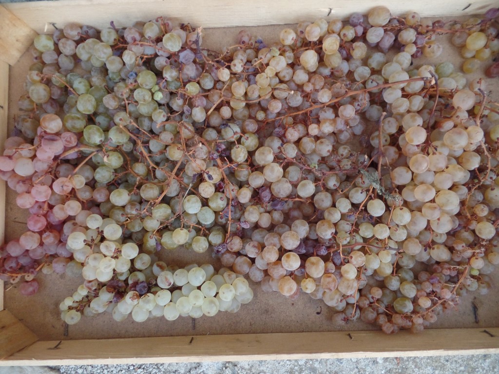 The Cinque Terre’s sweet wine from Rinforzato to Sciacchetrà Il